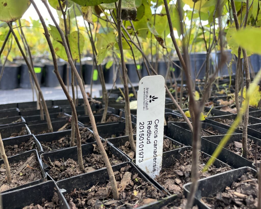 click to learn more about Tree Sapling Sorting