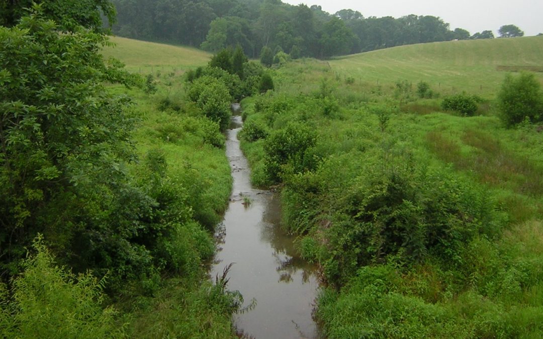 How riparian buffers actually improve water quality