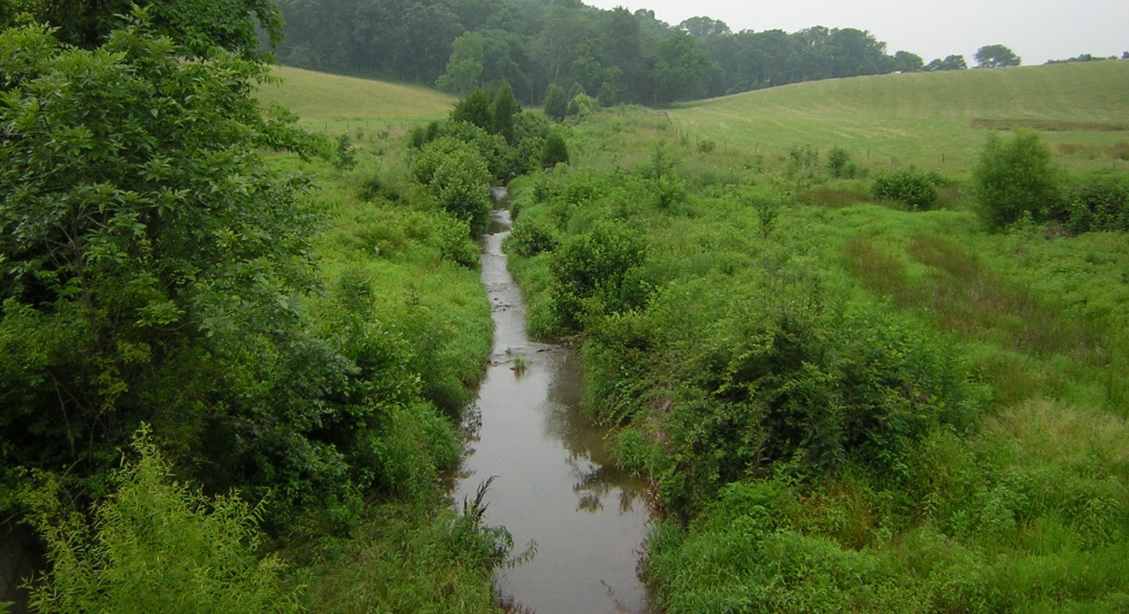 how-riparian-buffers-actually-improve-water-quality-friends-of-the