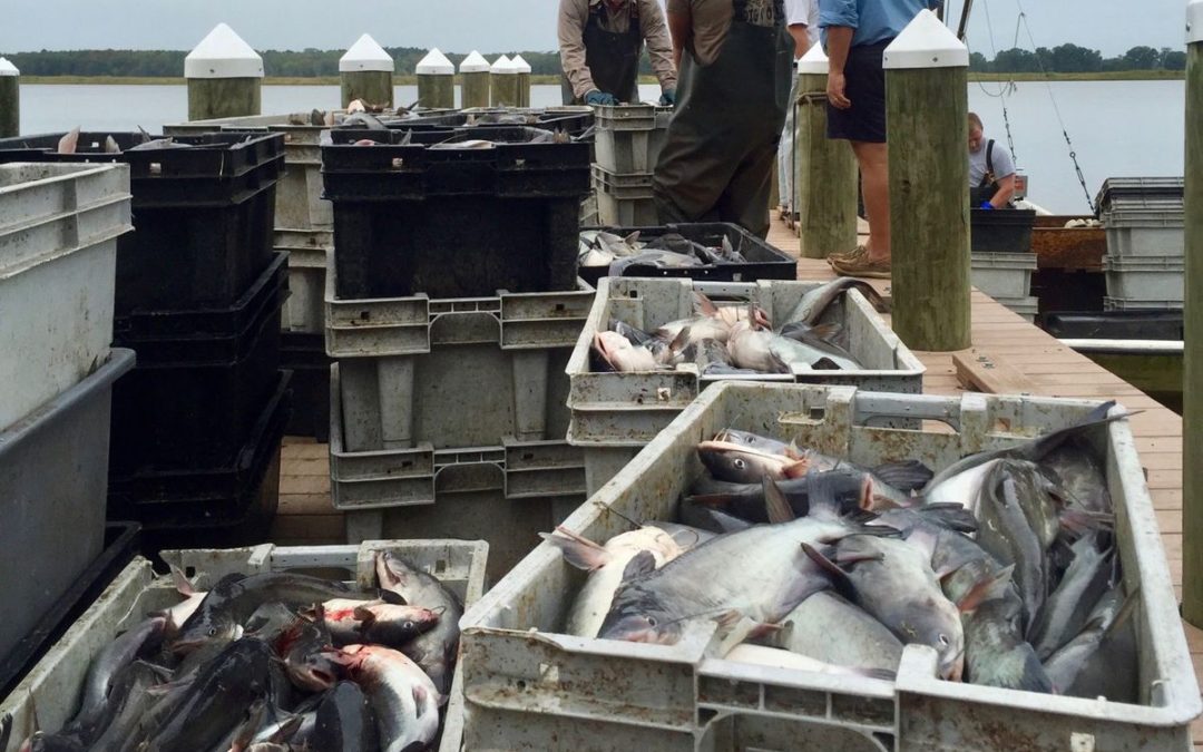 Virginia’s booming wild-caught blue catfish industry may weaken under federal regulation