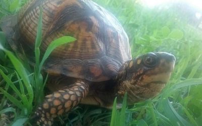 Box turtles are fun, fascinating, and need protection.