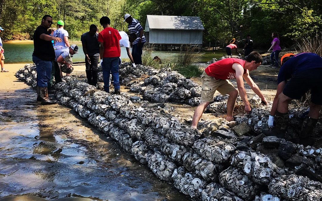 Students work hard to install a living shoreline