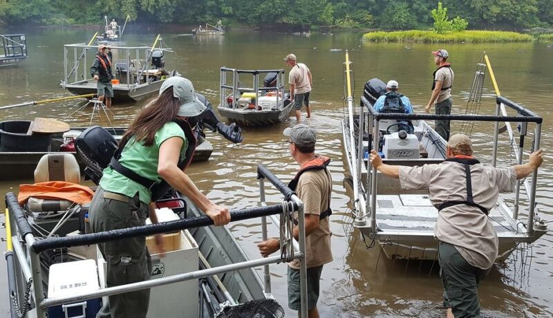 Upper Rappahannock has a new dominant fish - Friends of the Rappahannock