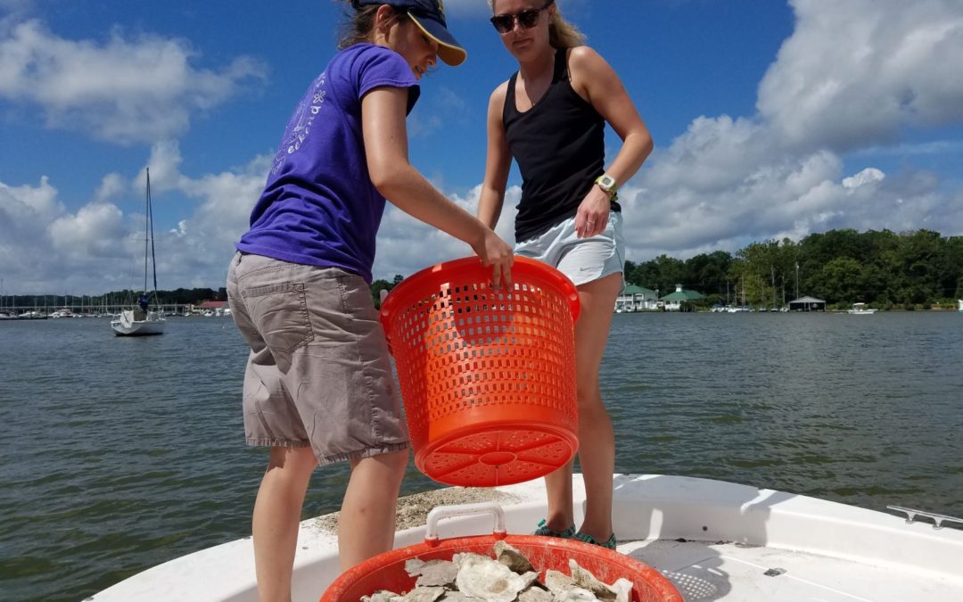 FOR interns help with oyster restoration