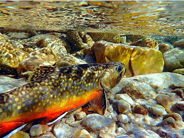 Reconnecting and Restoring Stream Habitat to Increase Fish Populations: OUR COMMON AGENDA