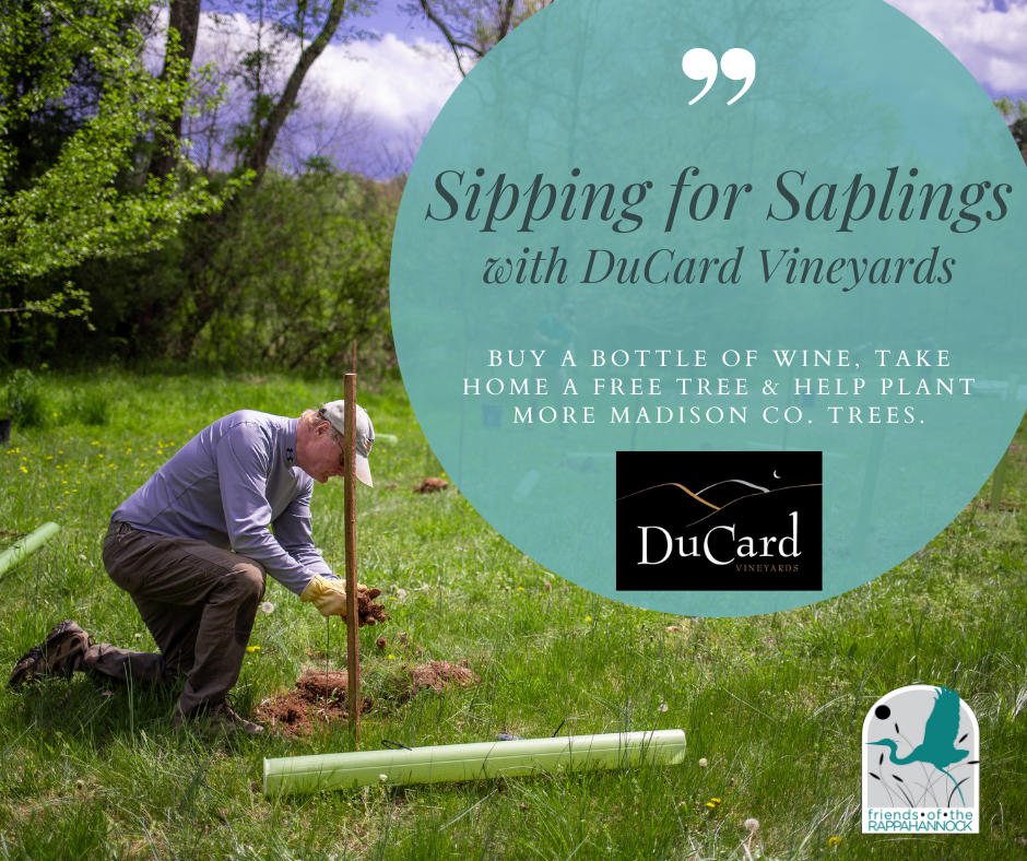 Sipping For Saplings - Friends Of The Rappahannock