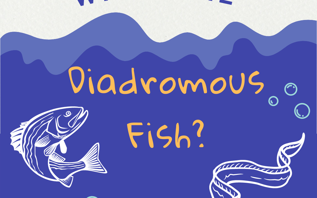 Diadromous Fish: What is that?