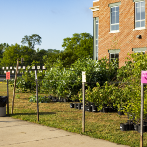 York River: West Point Tree Giveaway