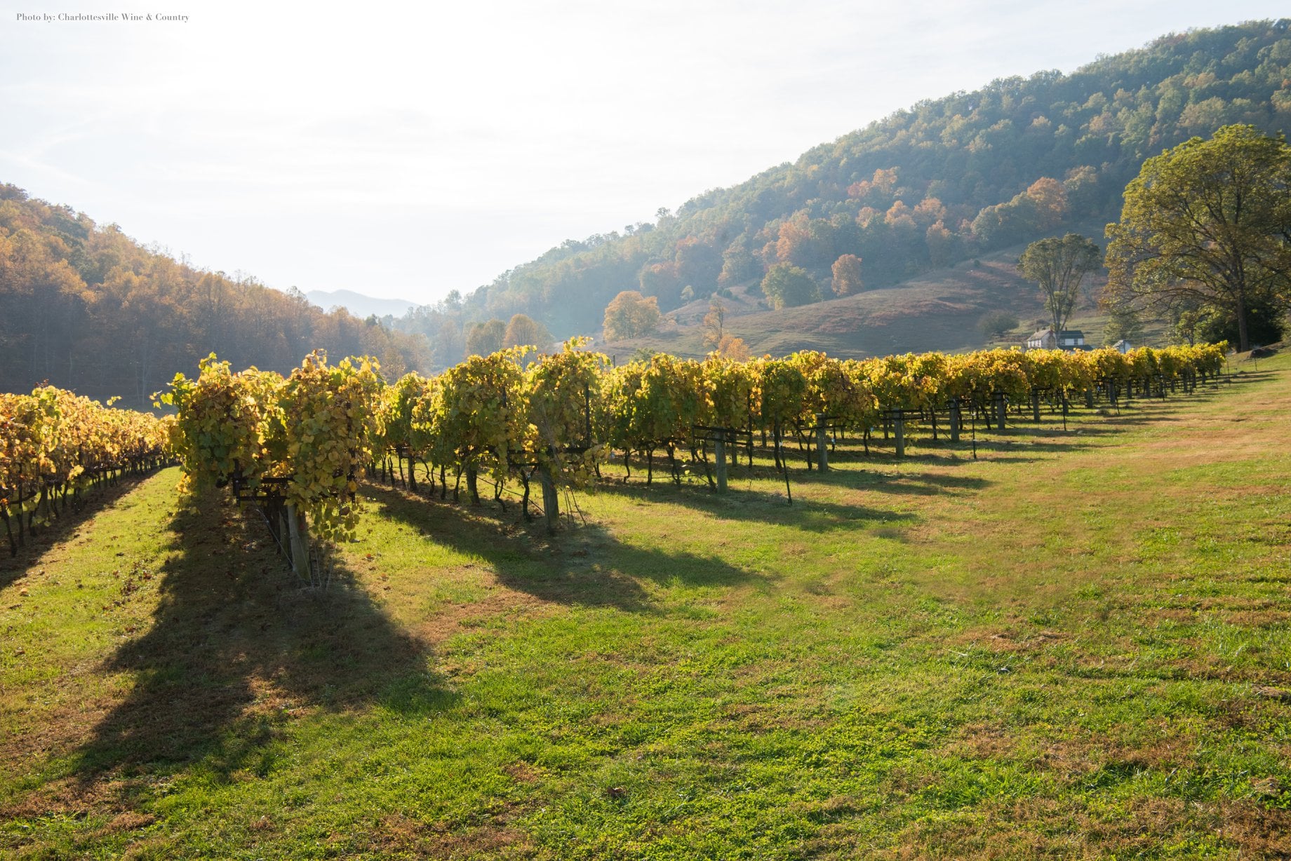 DuCard Vineyards