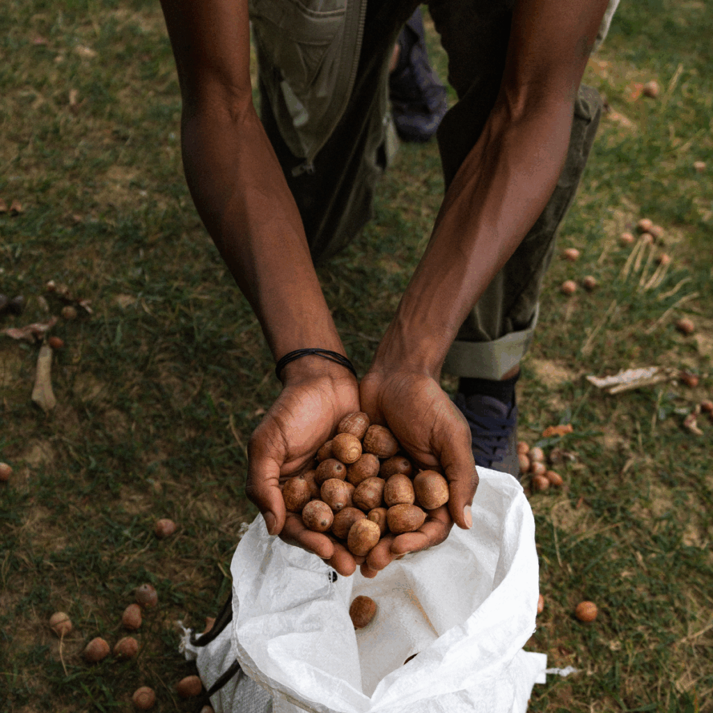 click to learn more about Tomorrow’s Trees, Today’s Seeds