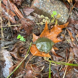 Project Learning Tree: Southeastern Forests & Climate Change