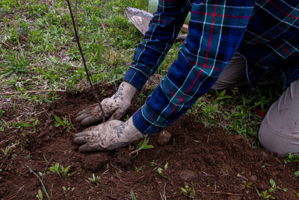click to learn more about Sipping for Saplings