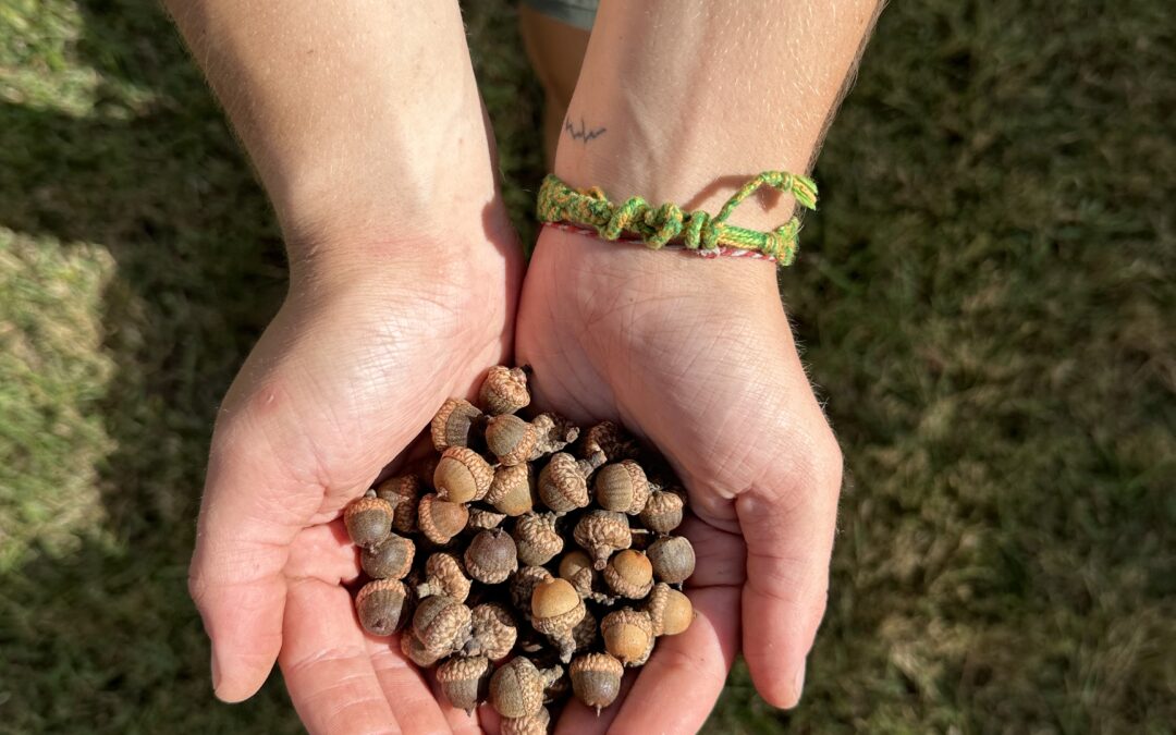 Protected: 2025’s Seeds, Tomorrow’s Trees