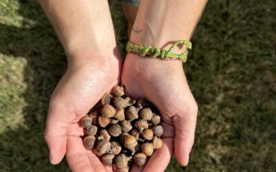 2025’s Seeds, Tomorrow’s Trees