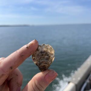 Chesapeake Oyster Alliance Spring Partner Meeting RSVP