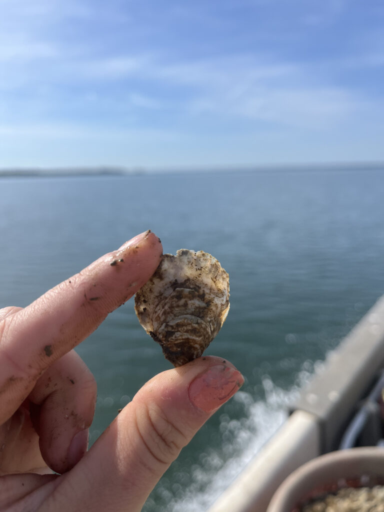 click to learn more about Chesapeake Oyster Alliance Spring Partner Meeting RSVP