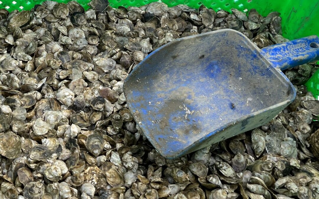 From Farm to Reef: How Oyster Aquaculture is Restoring the Rappahannock