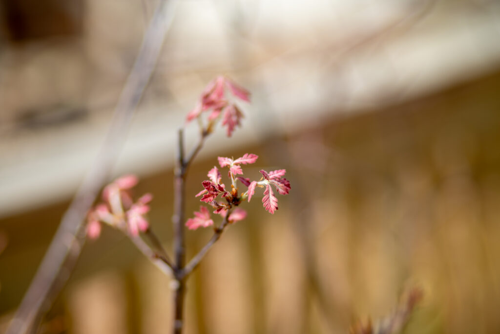 click to learn more about Stafford County Tree Giveaway – SOLD OUT