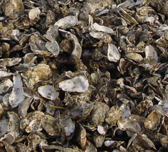 A Partner in the Pollution Diet? Oysters May Be Able to Help Reduce Bay Nitrogen Loads
